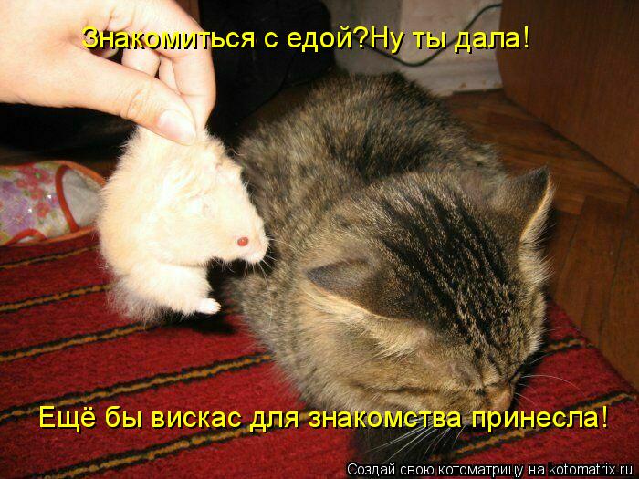 Знакомиться с едой?Ну ты дала! Ещё бы вискас для знакомства принесла!... Котоматрица: Знакомиться с едой?Ну ты дала! Ещё бы вискас для знакомства принесла!