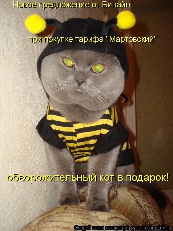 Новое предложение от Билайн: при покупке тарифа "Мартовский" - обворожительный кот в подарок!... Котоматрица: Новое предложение от Билайн: при покупке тарифа "Мартовский" - обворожительный кот в подарок!