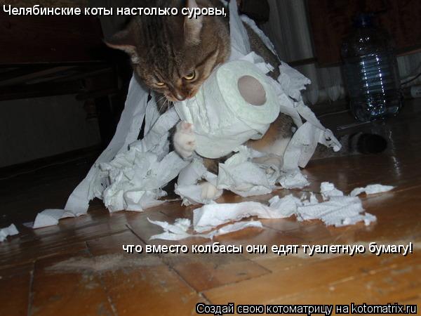 Челябинские коты настолько суровы, что вместо колбасы они едят туалетную бумагу!... Котоматрица: Челябинские коты настолько суровы, что вместо колбасы они едят туалетную бумагу!