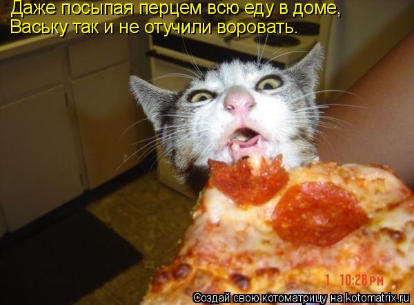 Даже посыпая перцем всю еду в доме, Ваську так и не отучили воровать.... Котоматрица: Даже посыпая перцем всю еду в доме, Ваську так и не отучили воровать.