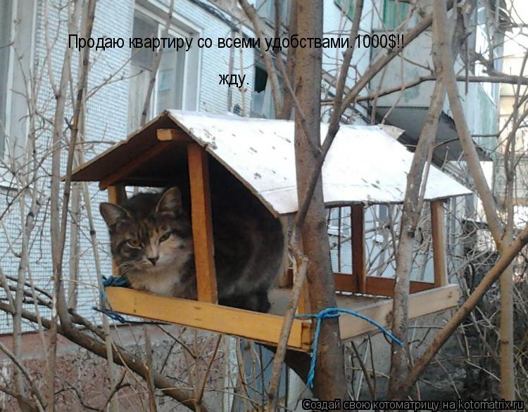 Продаю квартиру со всеми удобствами.1000$!! жду.... Котоматрица: Продаю квартиру со всеми удобствами.1000$!! жду.