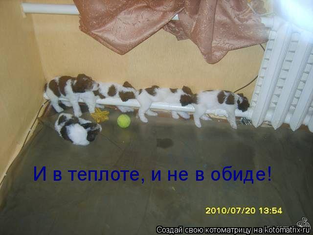 И в теплоте, и не в обиде!... Котоматрица: И в теплоте, и не в обиде!