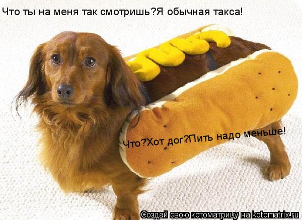 Что ты на меня так смотришь?Я обычная такса! Что?Хот дог?Пить надо меньше!... Котоматрица: Что ты на меня так смотришь?Я обычная такса! Что?Хот дог?Пить надо меньше!