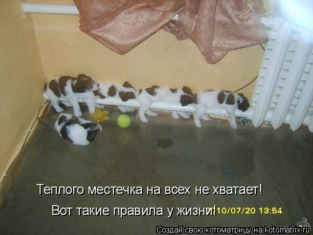 Теплого местечка на всех не хватает! Вот такие правила у жизни!... Котоматрица: Теплого местечка на всех не хватает! Вот такие правила у жизни!