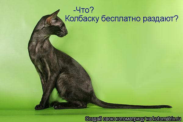 -Что? Колбаску бесплатно раздают?... Котоматрица: -Что? Колбаску бесплатно раздают?
