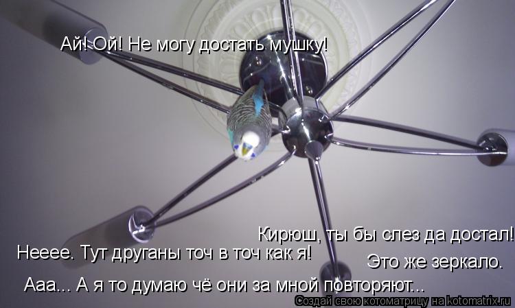 Ай! Ой! Не могу достать мушку! Кирюш, ты бы слез да достал! Нееее. Тут друганы точ в точ как я! Это ж... Котоматрица: Ай! Ой! Не могу достать мушку! Кирюш, ты бы слез да достал! Нееее. Тут друганы точ в точ как я! Это же зеркало. Ааа... А я то думаю чё они за мной по