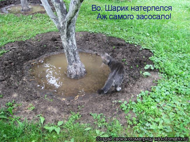 Котоматрица: Во, Шарик натерпелся Аж самого засосало!