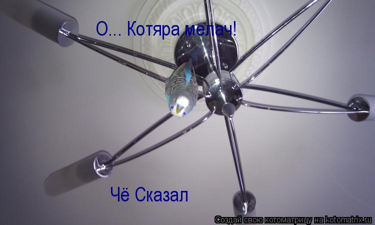О... Котяра мелач! Чё Сказал... Котоматрица: О... Котяра мелач! Чё Сказал