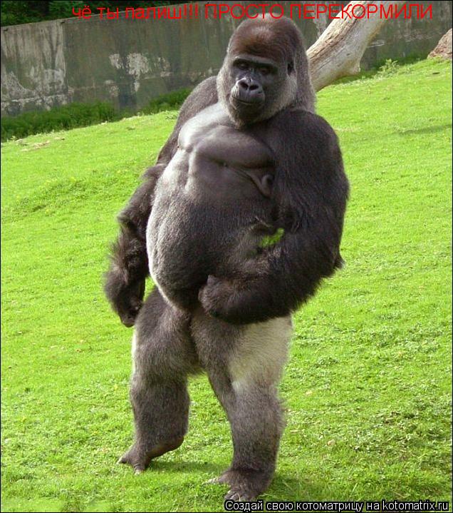 чё ты палиш!!! ПРОСТО ПЕРЕКОРМИЛИ... Котоматрица: чё ты палиш!!! ПРОСТО ПЕРЕКОРМИЛИ
