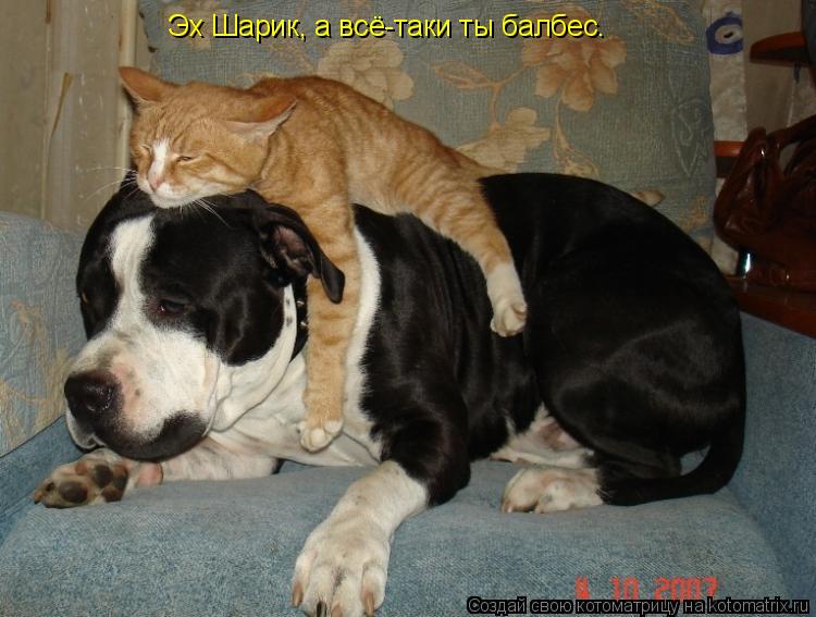 Эх Шарик, а всё-таки ты балбес.... Котоматрица: Эх Шарик, а всё-таки ты балбес.