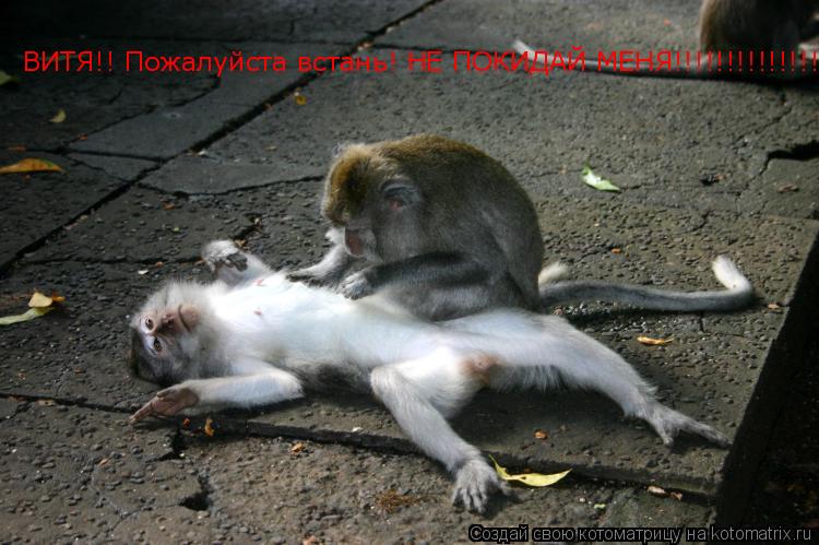 ВИТЯ!! Пожалуйста встань! НЕ ПОКИДАЙ МЕНЯ!!!!!!!!!!!!!!... Котоматрица: ВИТЯ!! Пожалуйста встань! НЕ ПОКИДАЙ МЕНЯ!!!!!!!!!!!!!!