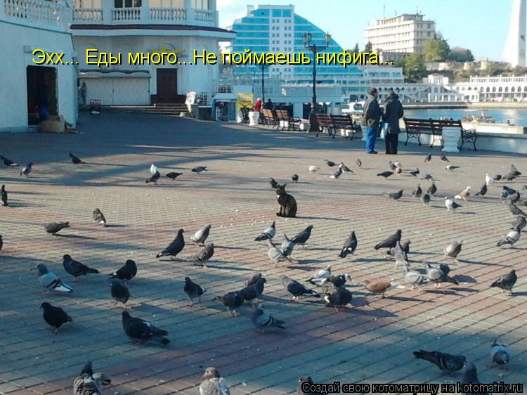 Эхх... Еды много...Не поймаешь нифига...... Котоматрица: Эхх... Еды много...Не поймаешь нифига...