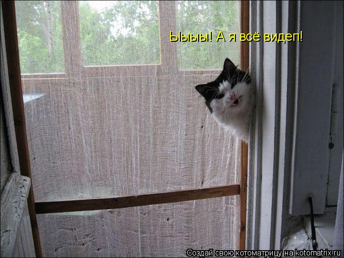 Ыыыы! А я всё видеп!... Котоматрица: Ыыыы! А я всё видеп!