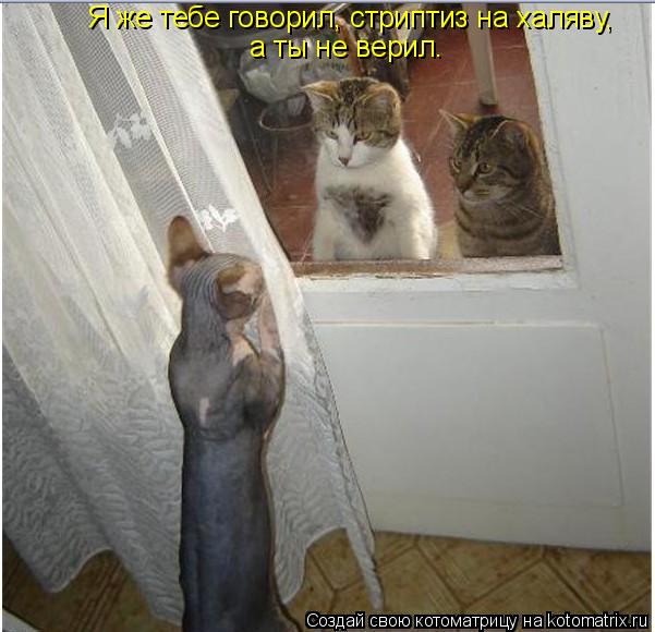 а ты не верил. Я же тебе говорил, стриптиз на халяву,... Котоматрица: а ты не верил. Я же тебе говорил, стриптиз на халяву,