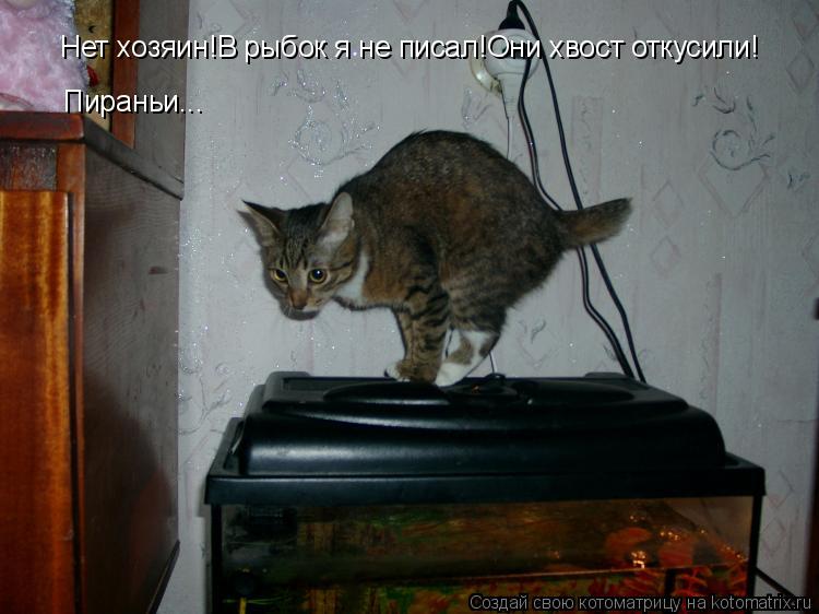 Нет хозяин!В рыбок я не писал!Они хвост откусили! Пираньи...... Котоматрица: Нет хозяин!В рыбок я не писал!Они хвост откусили! Пираньи...