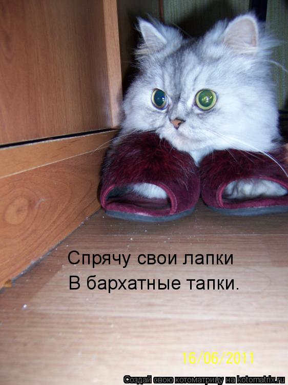 Спрячу свои лапки В бархатные тапки.... Котоматрица: Спрячу свои лапки В бархатные тапки.