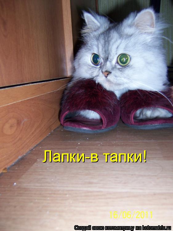 Лапки-в тапки!... Котоматрица: Лапки-в тапки!