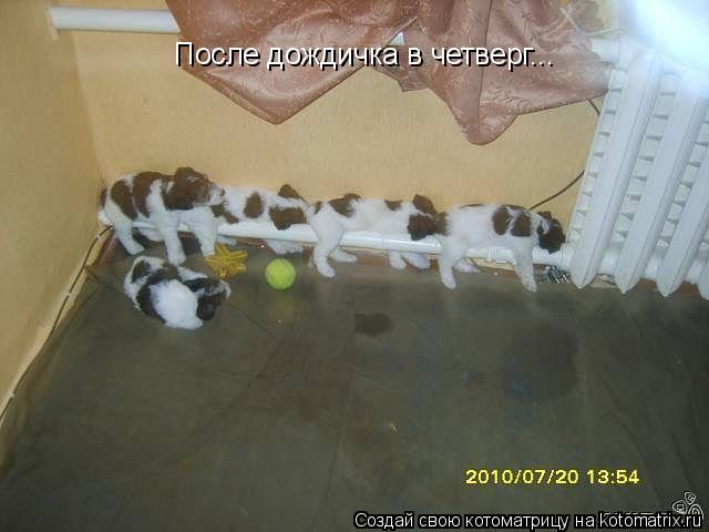 После дождичка в четверг...... Котоматрица: После дождичка в четверг...