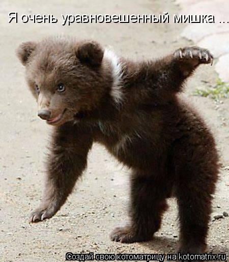 Я очень уравновешенный мишка ...... Котоматрица: Я очень уравновешенный мишка ...