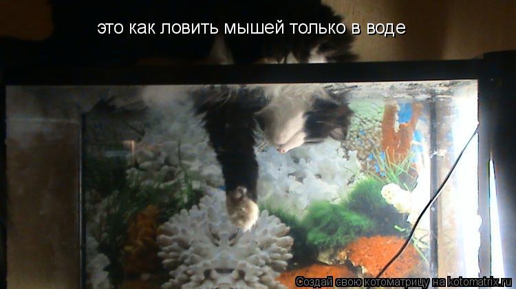 Котоматрица: это как ловить мышей только в воде