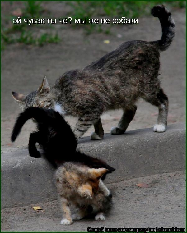 Котоматрица: эй чувак ты чё? мы же не собаки
