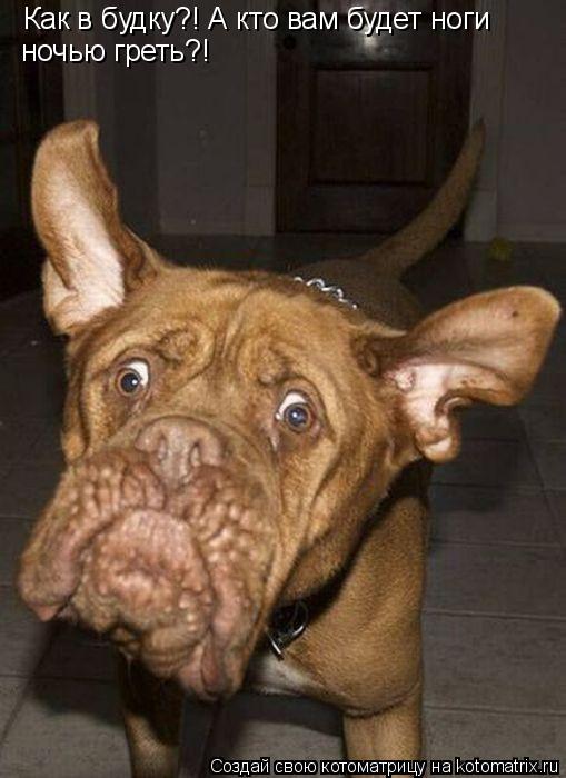 Котоматрица: Как в будку?! А кто вам будет ноги  ночью греть?!