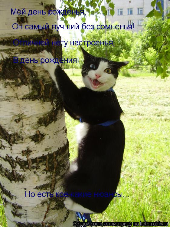 Котоматрица: Мой день рожденья, Он самый лучший без сомненья! Отличней нету настроенья, В день рождения! Но есть кое-какие нюансы...