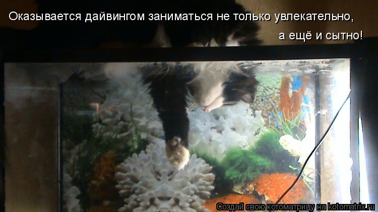 Котоматрица: Оказывается дайвингом заниматься не только увлекательно, а ещё и сытно!