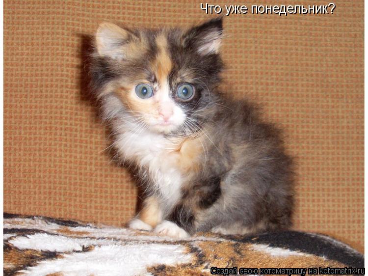 Котоматрица: Что уже понедельник?