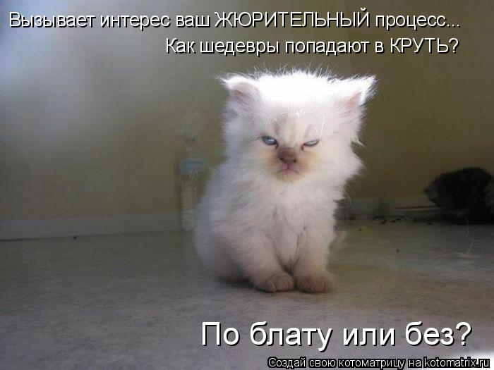 Котоматрица: Вызывает интерес ваш ЖЮРИТЕЛЬНЫЙ процесс... Как шедевры попадают в КРУТЬ?  По блату или без?