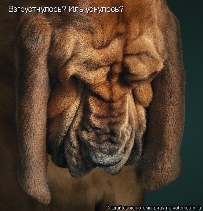 Котоматрица: Взгрустнулось? Иль уснулось?