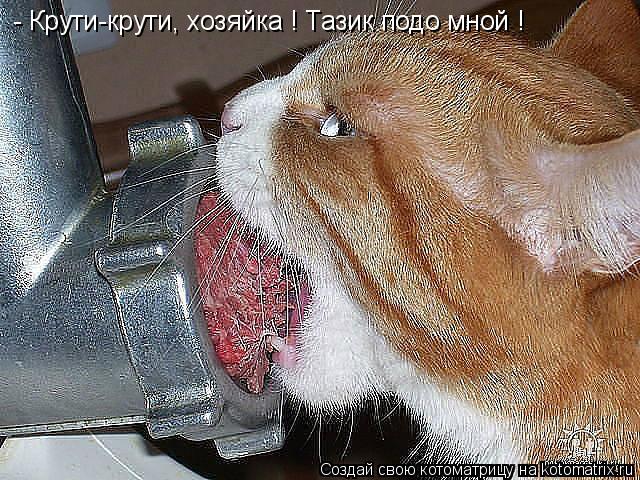 Котоматрица: - Крути-крути, хозяйка ! Тазик подо мной !