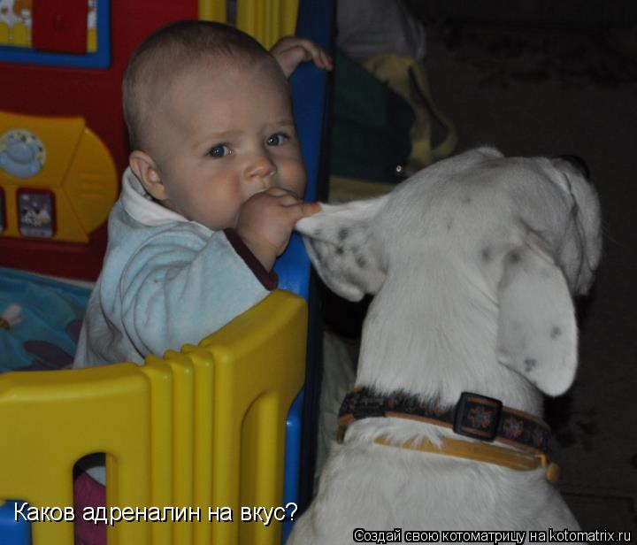 Котоматрица: Каков адреналин на вкус?