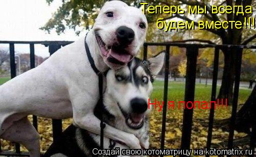 Котоматрица: Теперь мы всегда  будем вместе !!! Ну я попал!!!