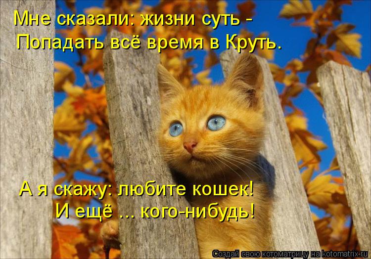 Котоматрица: Мне сказали: жизни суть - Попадать всё время в Круть. А я скажу: любите кошек! И ещё ... кого-нибудь!