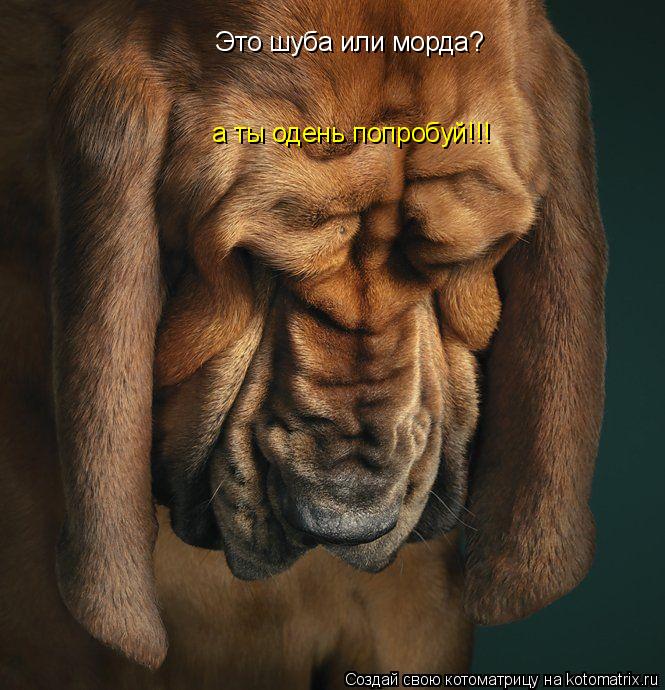 Котоматрица: Это шуба или морда? а ты одень попробуй!!!