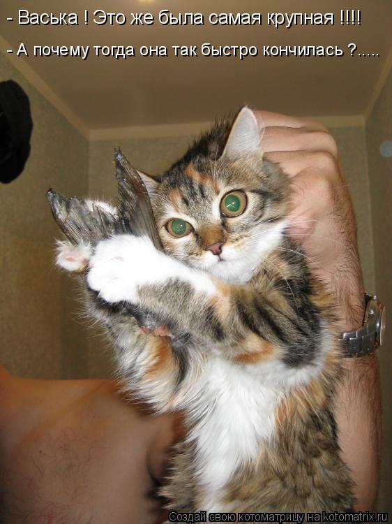 Котоматрица: - Васька ! Это же была самая крупная !!!! - А почему тогда она так быстро кончилась ?.....