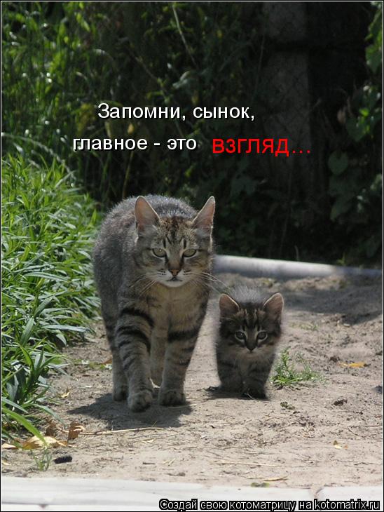 Котоматрица: Запомни, сынок,  главное - это  взгляд...