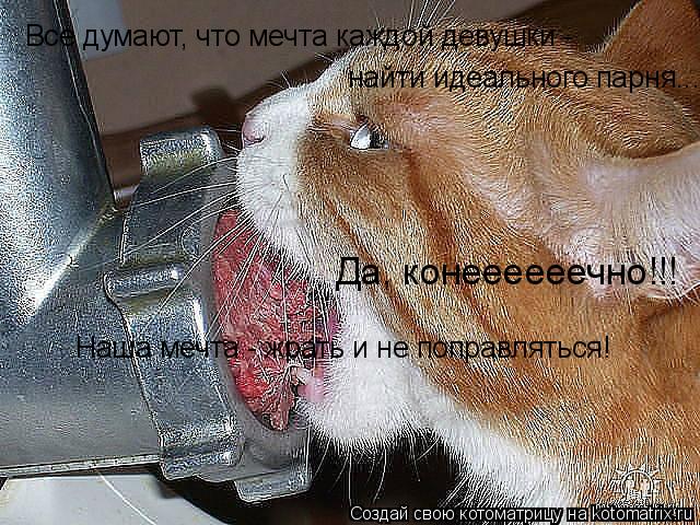 Котоматрица: Все думают, что мечта каждой девушки - найти идеального парня...  Да, конеееееечно!!! Наша мечта - жрать и не поправляться!
