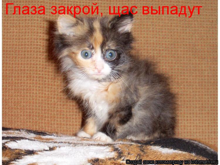 Котоматрица: Глаза закрой, щас выпадут