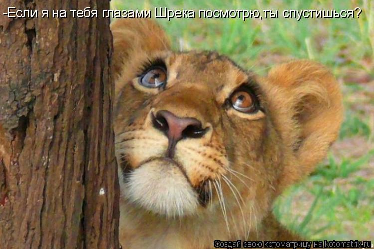Котоматрица: -Если я на тебя глазами Шрека посмотрю,ты спустишься?