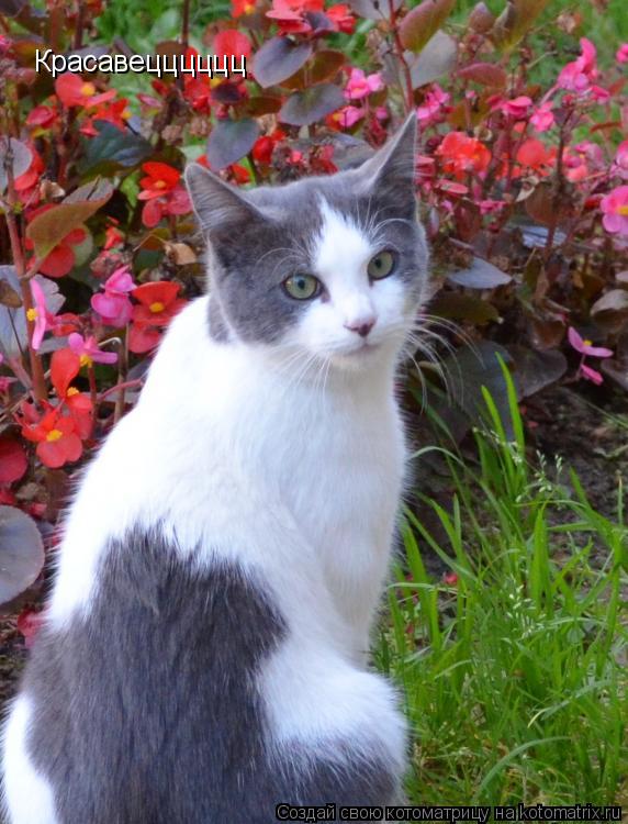 Котоматрица: Красавецццццц