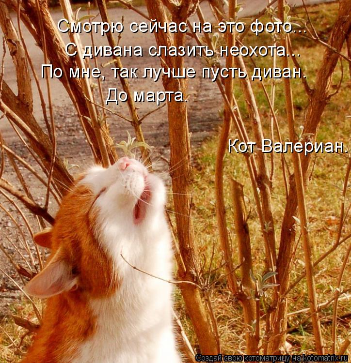 Котоматрица: Смотрю сейчас на это фото... С дивана слазить неохота... По мне, так лучше пусть диван. До марта. Кот Валериан.