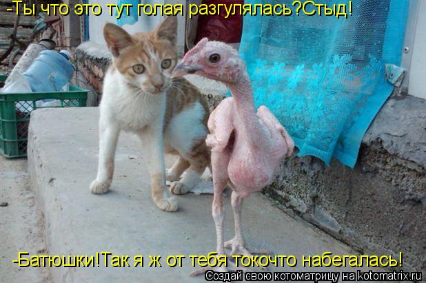 Котоматрица: -Батюшки!Так я ж от тебя токочто набегалась! -Ты что это тут голая разгулялась?Стыд!