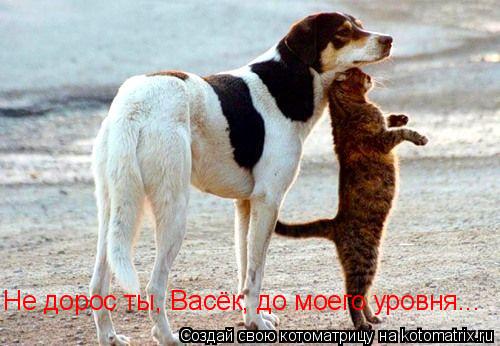Котоматрица: Не дорос ты, Васёк, до моего уровня...