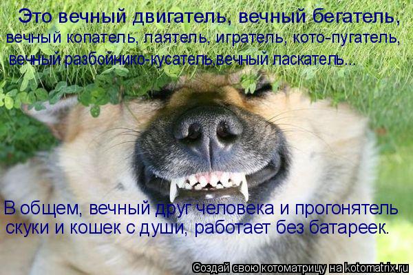 Котоматрица: Это вечный двигатель, вечный бегатель,  вечный копатель, лаятель, игратель, кото-пугатель, вечный разбойнико-кусатель,вечный ласкатель... В о