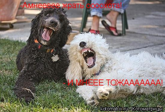 Котоматрица: -Амнеееее жрать оооохота! - И МНЕЕЕ ТОЖААААААА!