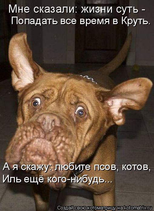 Котоматрица: Мне сказали: жизни суть -  Попадать все время в Круть. А я скажу: любите псов, котов, Иль ещё кого-нибудь...