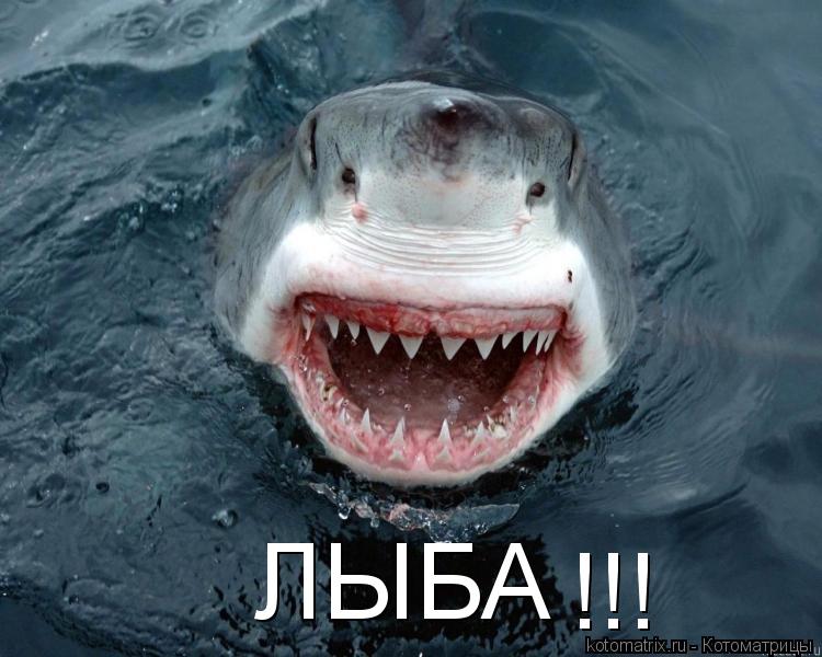 ЛЫБА !!!... Котоматрица: ЛЫБА !!!