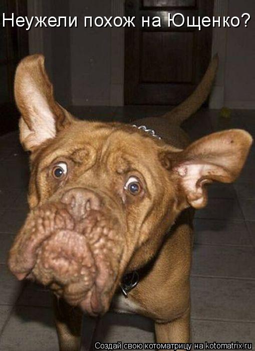 Котоматрица: Неужели похож на Ющенко?